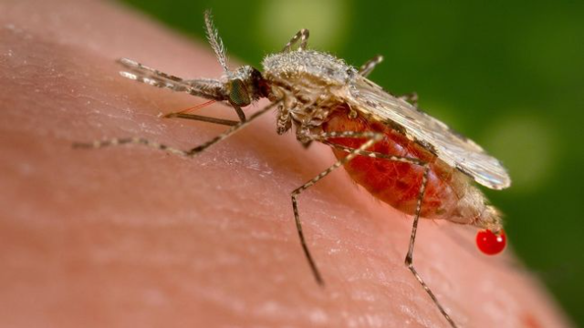 Bahaya Malaria dan Cara Melindungi Diri